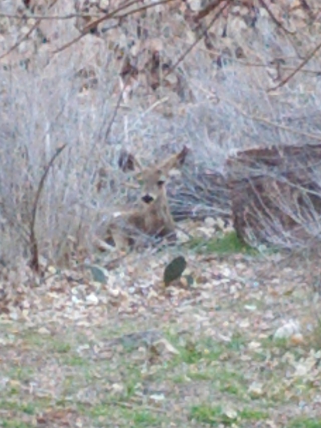IMG_20130316_164955.jpg